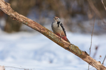 Middle spotted woodpecker flew on a branch in search of food.