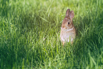 Young eastern cottontail rabbit bunny on fresh spring grass.