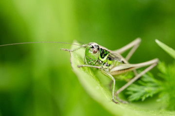 Grasshopper on the leaf of grass close up.