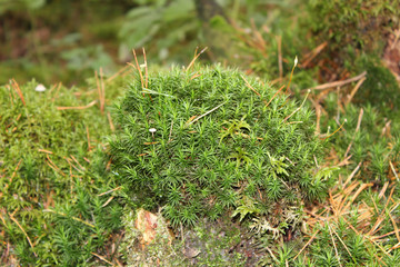 Green moss carpet in forest