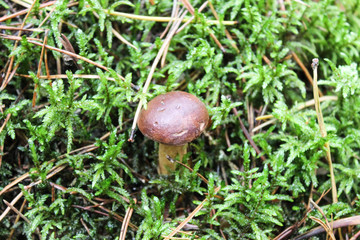 Fall mushroom in the forest on the green moss