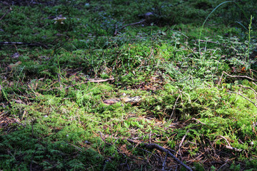 Obraz premium Green moss carpet in forest