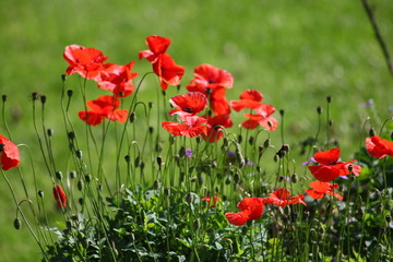 Obraz premium Mohnblumenwiese rot