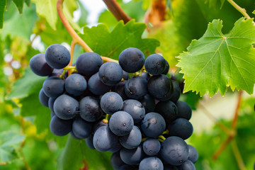 Grapes