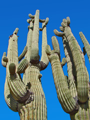 Saguaro Cactus Abstract on Blue Sky