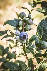 Blueberry (Vaccinium) fruit on a shrub