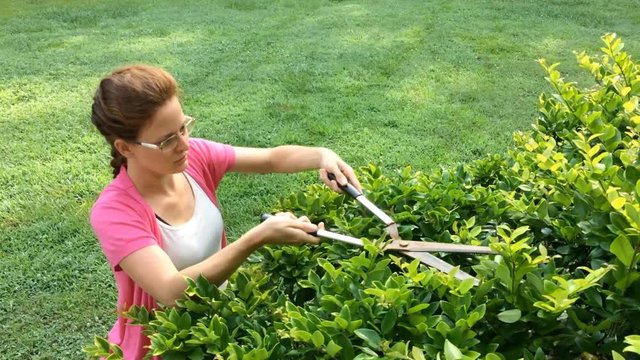 Woman doing yard work trimming bushes in front yard of house