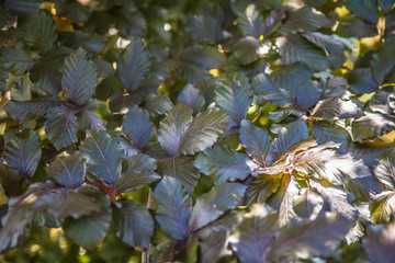 The Beech tree (Purpurea pendula)