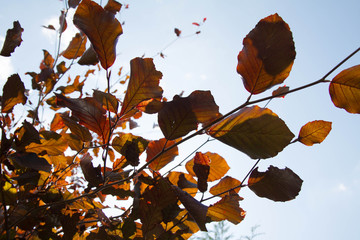 The Beech tree (Purpurea pendula)