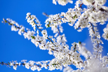 Spring. Blooming tree. White flowers on the blue sky background. Sunny day