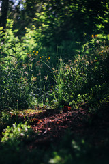 amazing beautiful view of moss and grass in sunny woodland in summer mountains