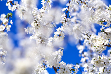 Spring. Blooming tree. White flowers on the blue sky background. Sunny day