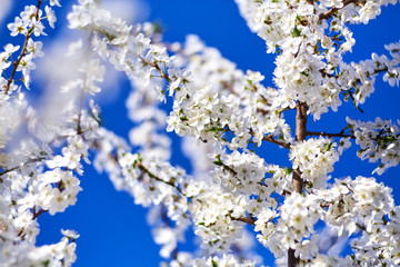 Spring. Blooming tree. White flowers on the blue sky background. Sunny day