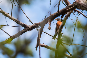 An American robin bird resting in a tree.