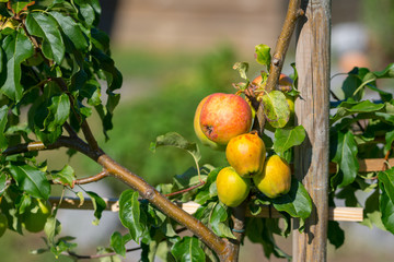 ripe apples at the trellis