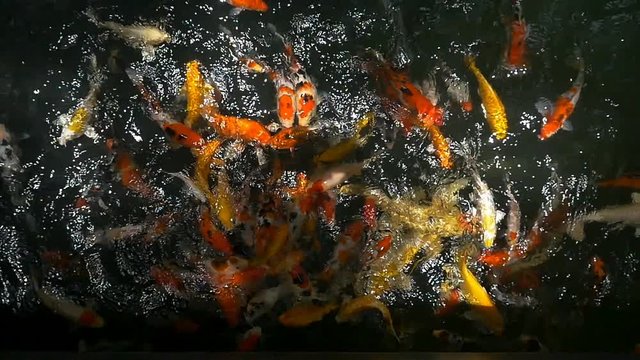 Slow motion Fancy Carp fish are swimming in the pond