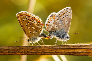 The Common Blue Butterfly