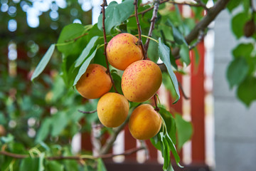 Organic ripe apricots on a tree branch before harvest, picture taken in small garden in homegrown orchard. Sweet and juisy summer fruits very healthy for diet.