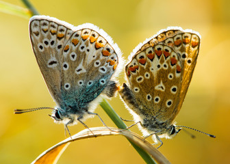 The Common Blue Butterfly