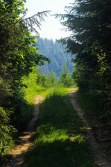 ground road with grass  for travel hike in sunny woods in summer mountains