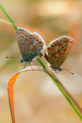 The Common Blue Butterfly