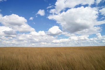 Yellow grass and cloudy blue sky.