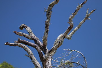 Twistedbranches