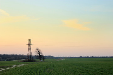 power line tower and tree on the background of  sunset and meadow in springtime