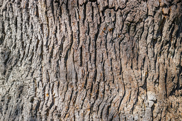 Texture of wood bark, natural background