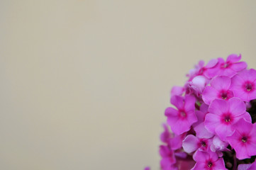 Gently purple flowers Phlox on a blurred yellow background. Postcard.