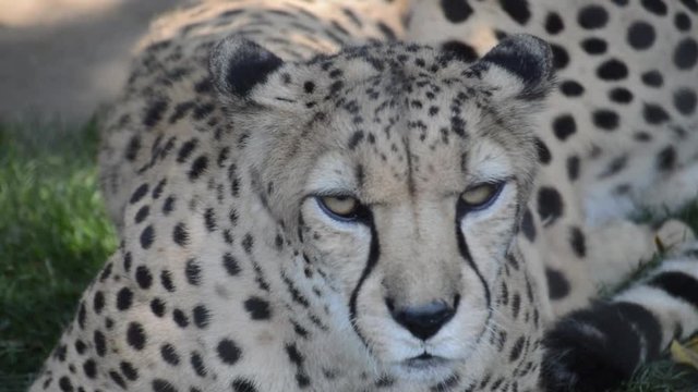 Cheetah looking directly