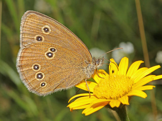 farfalla bruna (Aphantopus hyperantus)