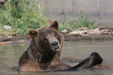 Alaskan grizzly bear (brown bear) swimming 