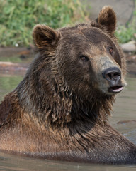 Alaskan grizzly bear (brown bear) swimming 