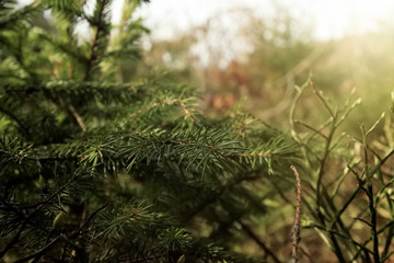 fresh green pine branches in the sunny forest on the background of spring mountains