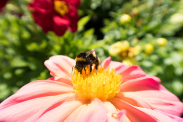  insects on colorful summer flowers