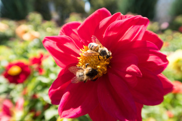  insects on colorful summer flowers