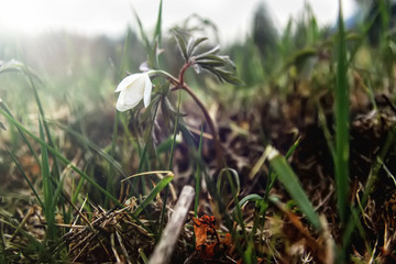 first fresh snowdrop in the grass on the background of spring mountains