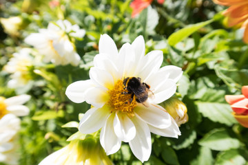 Obraz premium insects on colorful summer flowers