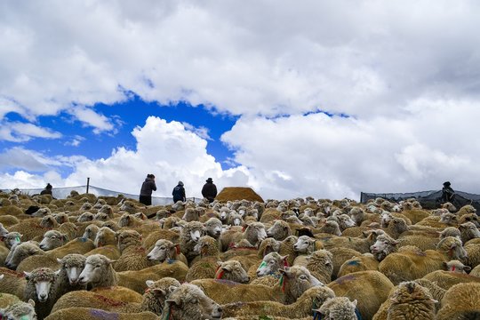Between sheeps