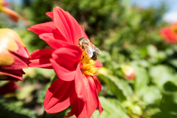  Insects on colorful summer flowers