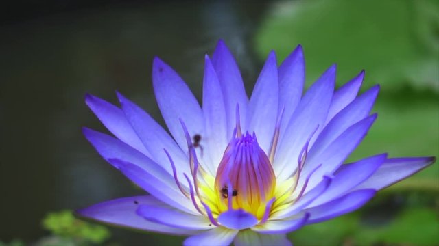 Bees fly to lotus flower. Purple lotus and bee in yellow pollen. Purple lotus flower or waterlily with bees collecting pollen, close up.