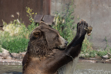 Alaskan grizzly bear (brown bear) swimming playing with bone