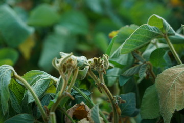 The extreme heat in Germany leads to enormous losses in the harvest of corn and corn in agriculture
