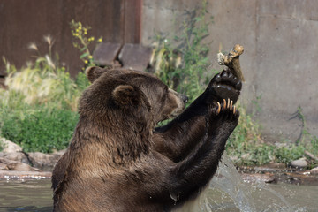 Alaskan grizzly bear (brown bear) swimming playing with bone