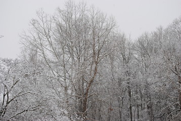 Snow 1