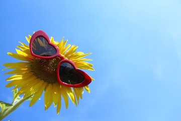 Sonnenblume mit Sonnenbrille