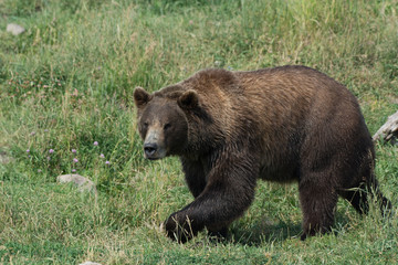 Fototapeta na wymiar Alaskan grizzly bear (brown bear) walking in grass 