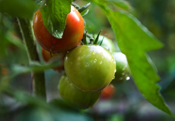 tomatoes red and green