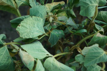 The extreme heat in Germany leads to enormous losses in the harvest of corn and corn in agriculture
